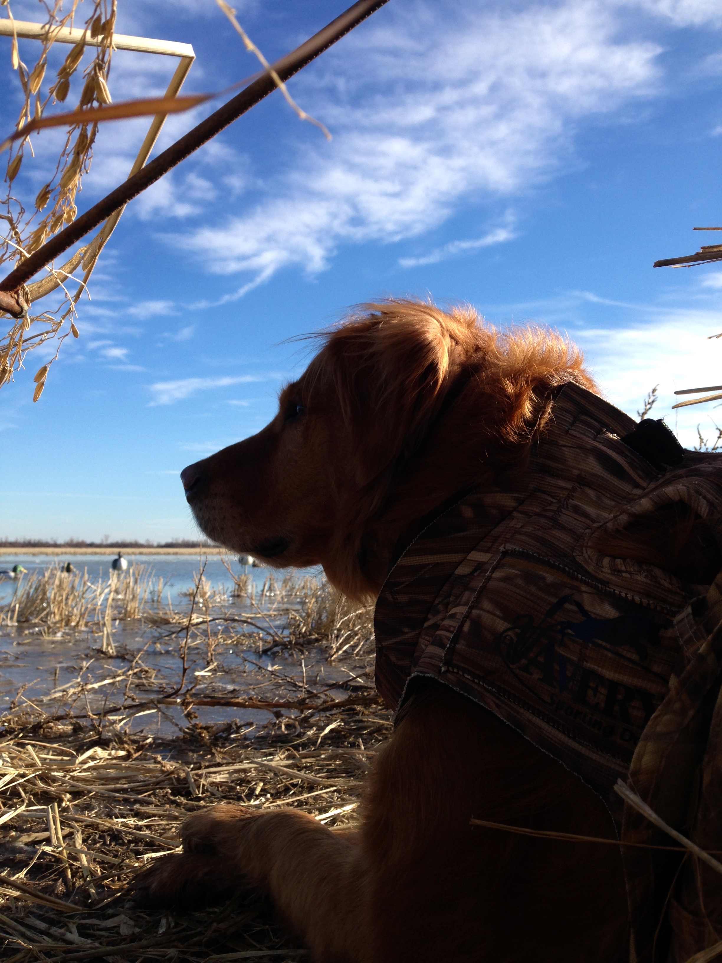 Mo Mallards Duck Pit Leases MO