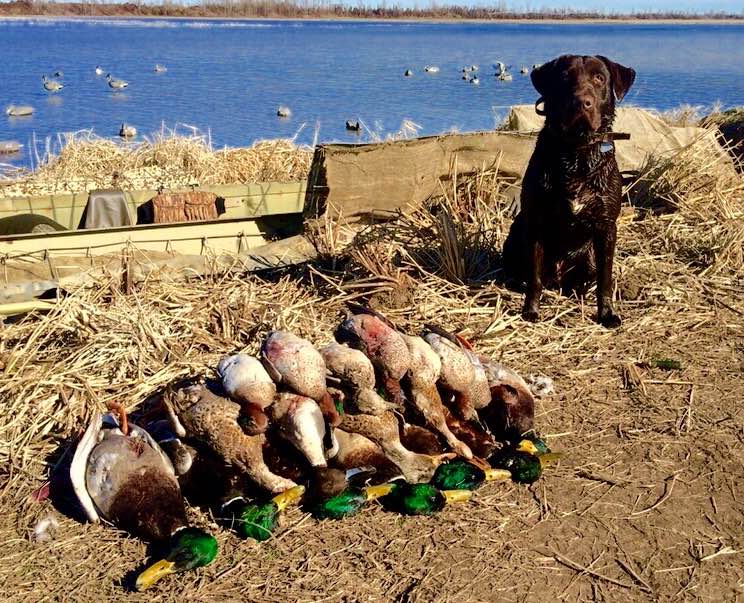 Mo Mallards Duck Pit Leases MO